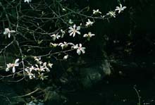hana03.jpg 533*360 39.6KB