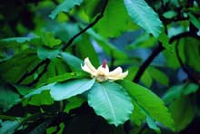 hana04.jpg 535*360 33.1KB