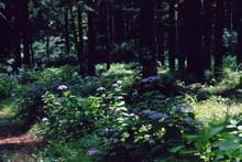 hana10.jpg 537*360 56.7KB
